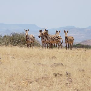 Hartmann's Zebra Damaraland Namibia