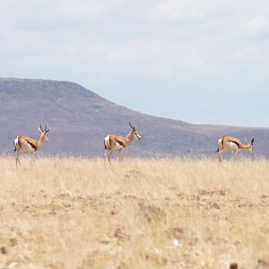 Springbok Damaraland Namibia