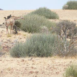 Damaraland Namibia