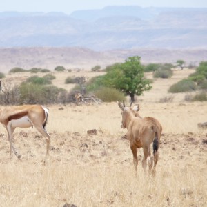 Springbok Damaraland Namibia