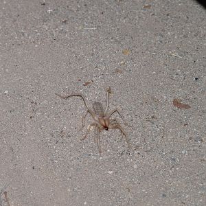 Camel Spider Damaraland Namibia