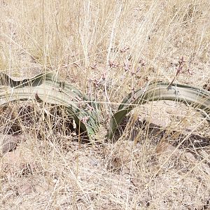 Welwitschia Damaraland Namibia