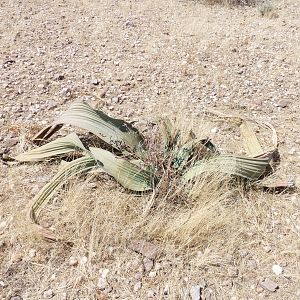 Welwitschia Damaraland Namibia