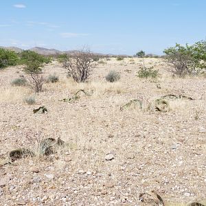 Welwitschia Damaraland Namibia