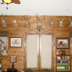 Trophy Room - Whitetail/Mule Deer wall