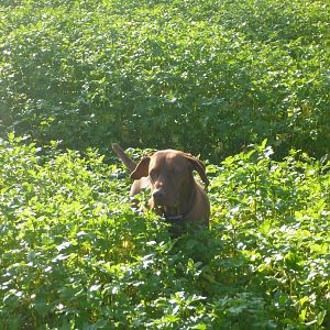 Vizsla Hunting in France