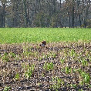 Vizsla Hunting in France