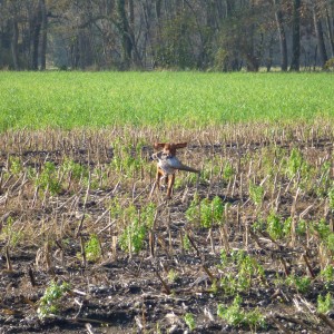 Vizsla Hunting in France