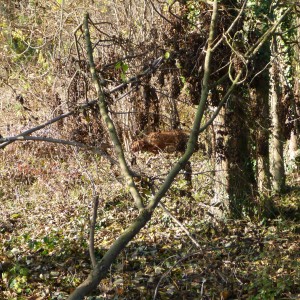 Vizsla Hunting in France