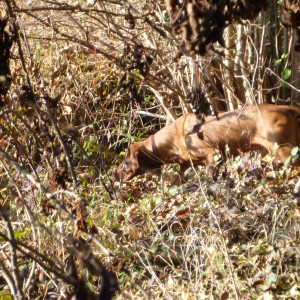 Vizsla Hunting in France