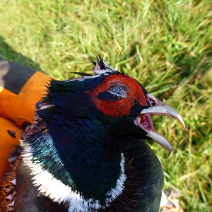 Pheasant Hunting in France