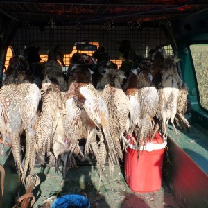 Pheasant Hunting in France