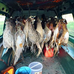 Pheasant Hunting in France