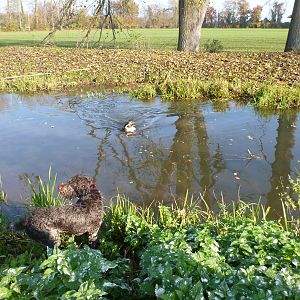 Drahthaar Hunting in France