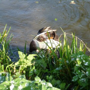 Drahthaar Hunting in France