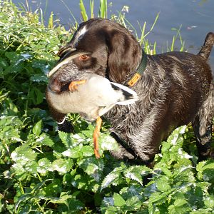 Drahthaar Hunting in France