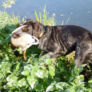 Drahthaar Hunting in France