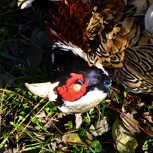 Pheasant Hunting in France