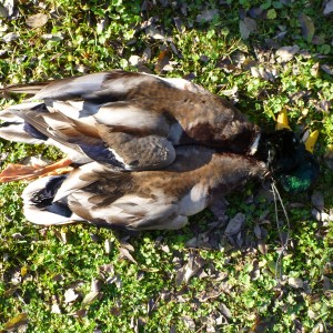 Mallard Duck Hunting in France