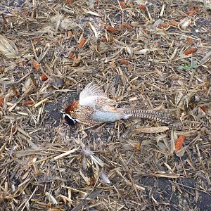 Pheasant Hunting in France