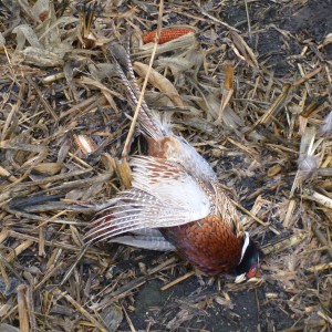 Pheasant Hunting in France