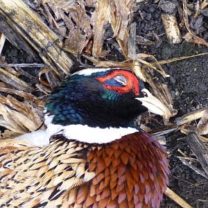 Pheasant Hunting in France