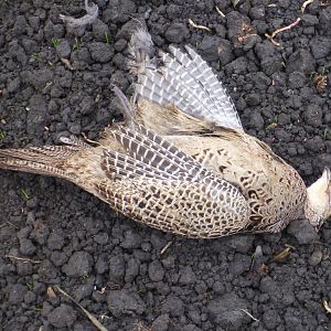 Pheasant Hunting in France