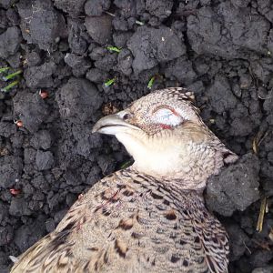 Pheasant Hunting in France