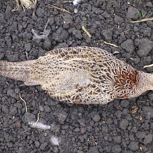 Pheasant Hunting in France