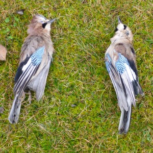 Eurasian Jay Hunting in France