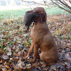 Vizsla Hunting in France