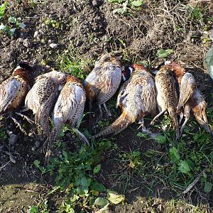 Pheasant Hunting in France