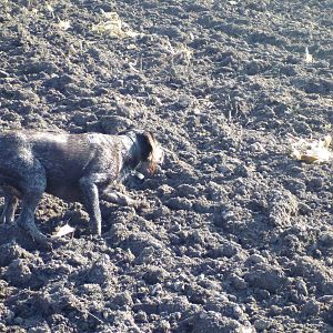 Drahthaar Hunting in France