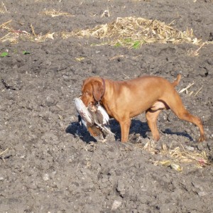 Vizsla Hunting in France