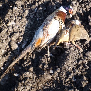 Pheasant and Partridge Hunting in France