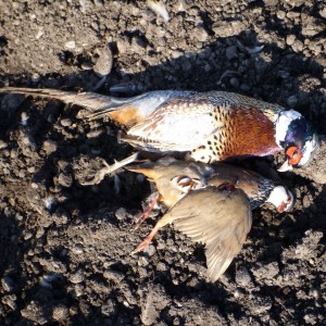 Pheasant and Partridge Hunting in France