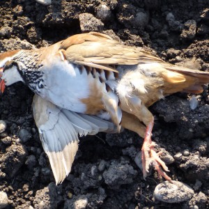 Partridge Hunting in France