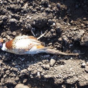 Pheasant Hunting in France