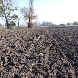 Pheasant Hunting in France