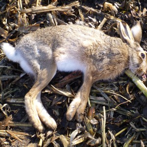 Hare Hunting in France