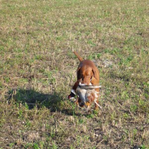 Pheasant Hunting in France