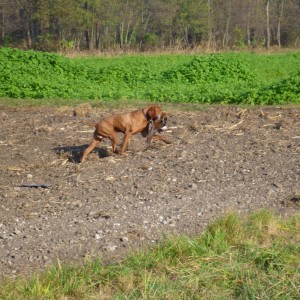 Pheasant Hunting in France