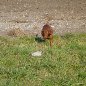 Pheasant Hunting in France