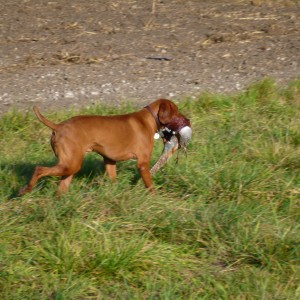 Pheasant Hunting in France