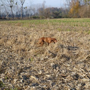 Pheasant Hunting in France