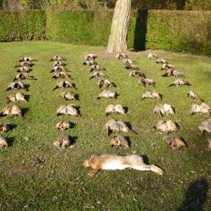 Hunting in France