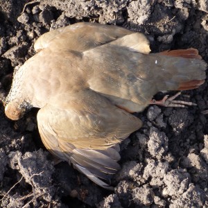 Partridge Hunting in France