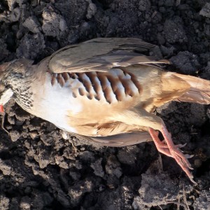 Partridge Hunting in France