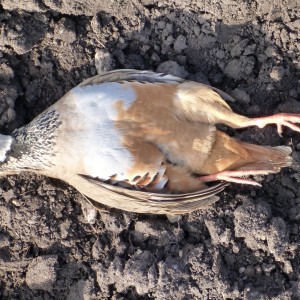 Partridge Hunting in France