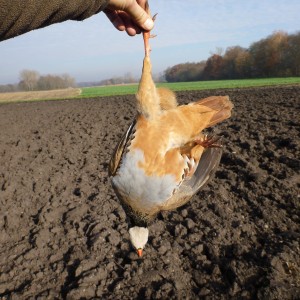 Partridge Hunting in France